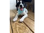 Adopt Luna a Great Pyrenees, Boxer