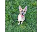 Adopt Rocky Road a Cattle Dog