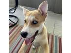 Adopt Blueberry a Cattle Dog