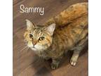 Adopt Sammy (Samantha) a Domestic Short Hair