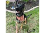 Adopt Lexa a German Shepherd Dog