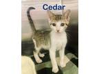 Adopt Petsmart Cedar a Domestic Short Hair
