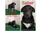 Adopt Saber a Mixed Breed