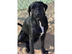 Adopt Danny a Labrador Retriever, Mixed Breed