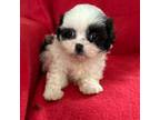 Shih-Poo Puppy for sale in Ocala, FL, USA