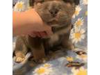 Chinese Shar-Pei Puppy for sale in Portland, ME, USA