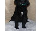 Mutt Puppy for sale in New Kensington, PA, USA