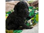 Mutt Puppy for sale in New Kensington, PA, USA