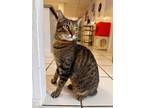 Adopt Tommy K2 a Domestic Short Hair