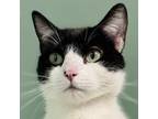 Adopt Hutch a Domestic Short Hair