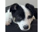 Adopt BLU a Border Collie