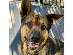 Adopt Scout - ECAS a German Shepherd Dog