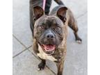 Adopt Risotto a Pit Bull Terrier