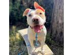 Adopt Huey a Pit Bull Terrier