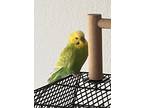 Adopt Olive a Parakeet (Other)