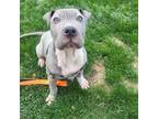 Adopt GROUCHO a Shar-Pei, Pit Bull Terrier