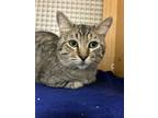 Adopt CHUBBS a Domestic Short Hair, Tabby