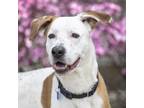 Adopt Buddy Blue a Pit Bull Terrier