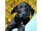 Adopt CT Will a Labrador Retriever, Australian Cattle Dog / Blue Heeler