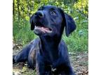 Adopt CT Thomas (in foster) a Labrador Retriever, Australian Cattle Dog / Blue