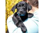 Adopt CT Mike a Labrador Retriever, Australian Cattle Dog / Blue Heeler