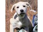 Adopt CT Arnaud a Great Pyrenees, Black Mouth Cur