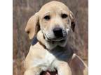 Adopt CT Armand a Great Pyrenees, Black Mouth Cur