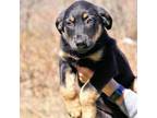 Adopt CT Byron a German Shepherd Dog