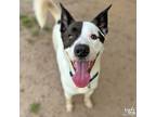 Adopt Shilo a Border Collie, Collie