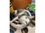 Adopt Henry, Levittown PetSmart (FCID# 04/02/2024-115) a Tabby