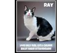 Adopt Ray, Jenkintown PetSmart (FCID 04/02/2024-116) a Tuxedo