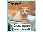 Adopt Jasper, Willow Grove PA (FCID# 03/29/2024-105) a Tabby
