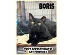 Adopt Boris, Willow Grove PA (FCID# 04/04/2024-120) a Domestic Short Hair