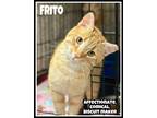 Adopt Frito, Willow Grove PA (FCID# 04/02/2024-103) a Tabby