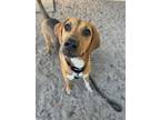 Adopt Curly a Coonhound