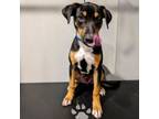 Adopt Toby 3 a Beagle