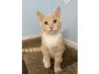 Adopt Mc Dreamy a Domestic Short Hair