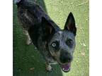 Adopt Hudson a Australian Cattle Dog / Blue Heeler