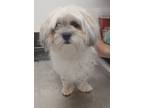 Adopt Larry-ADOPTED a Lhasa Apso, Mixed Breed