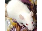 Adopt Edward a Rat