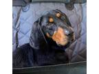 Adopt Dags a Black and Tan Coonhound