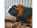Adopt Buddy Holly (Bonded with Elvis) a Guinea Pig