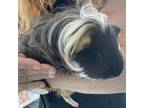 Adopt Elvis (Bonded with Buddy Holly) a Guinea Pig