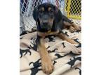 Adopt Beartooth a Hound, Mixed Breed