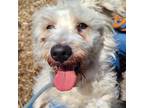 Adopt Riggs a Terrier