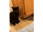 Adopt Sully a Domestic Short Hair