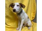 Adopt Scout a Jack Russell Terrier, Mixed Breed