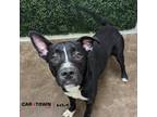 Adopt Caddy a Pit Bull Terrier