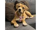 Adopt Chestnut a Black Mouth Cur