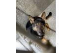 Adopt Pyro a German Shepherd Dog